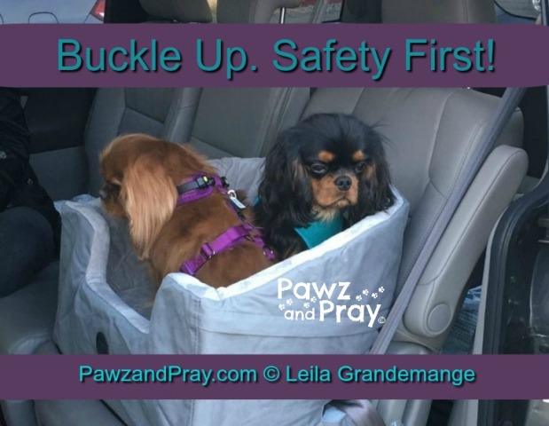 car pet safety