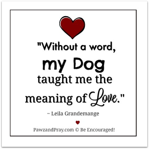 dog quote about love