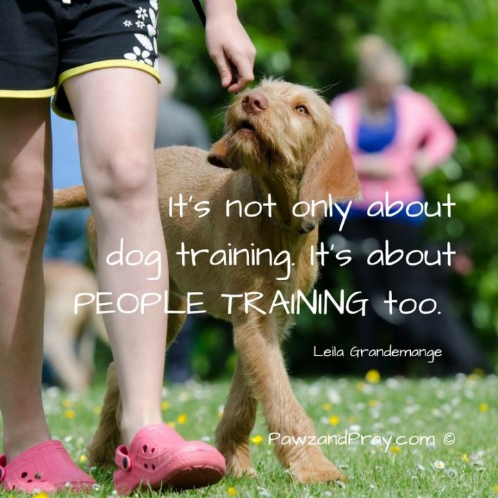 dog training