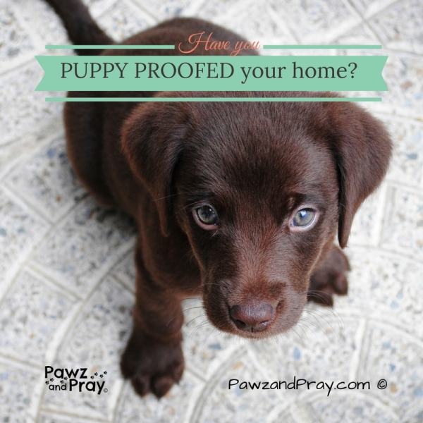 puppy proof home