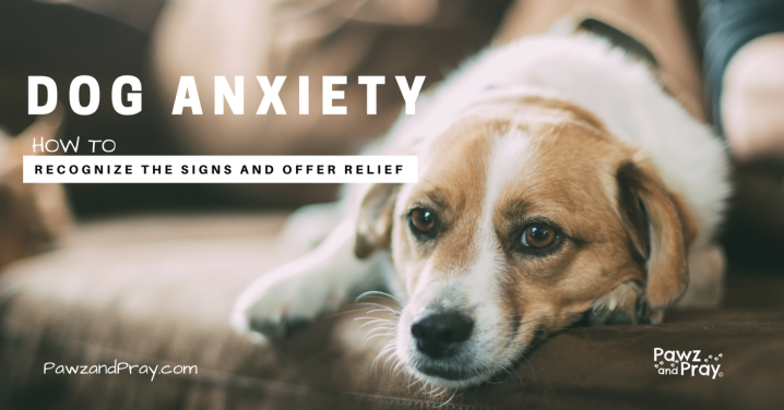 Dog Anxiety