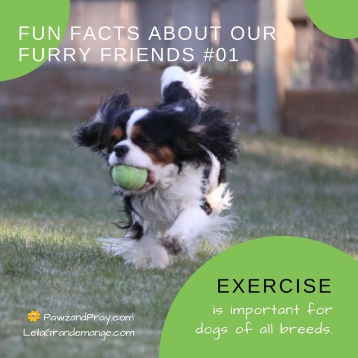 Fun Facts about Dogs