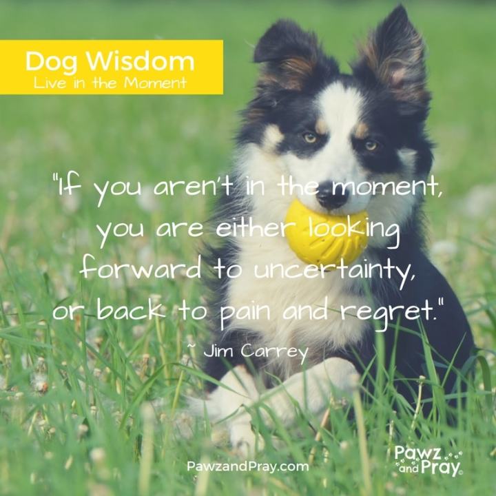 Dog Wisdom